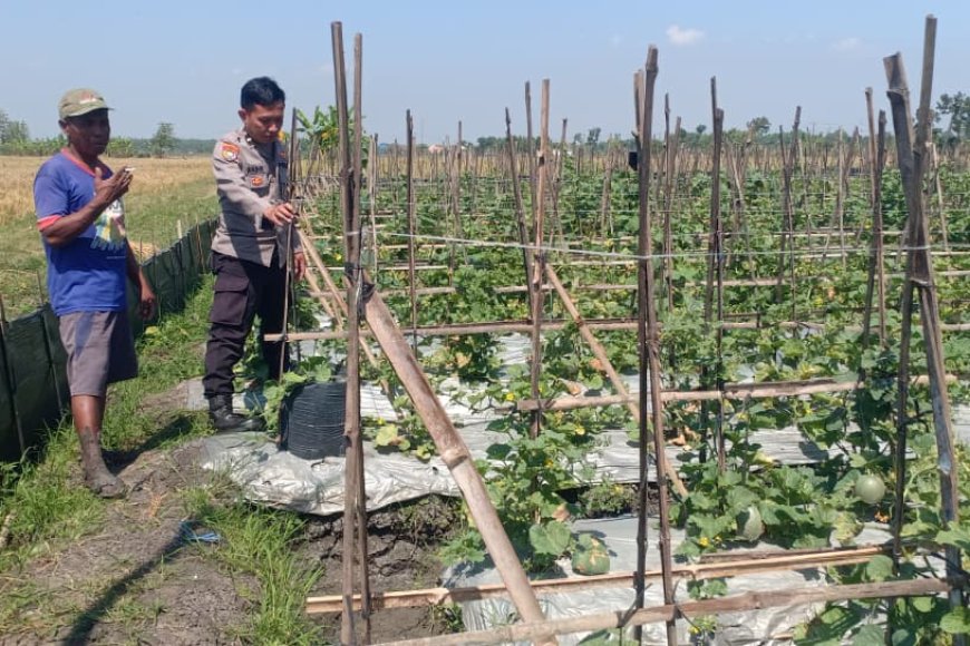 Dukung Ketahanan Pangan, Bhabinkamtibmas Desa Kedungjati Polsek Balerejo Ajak Warga Manfaatkan Pekarangan Produktif